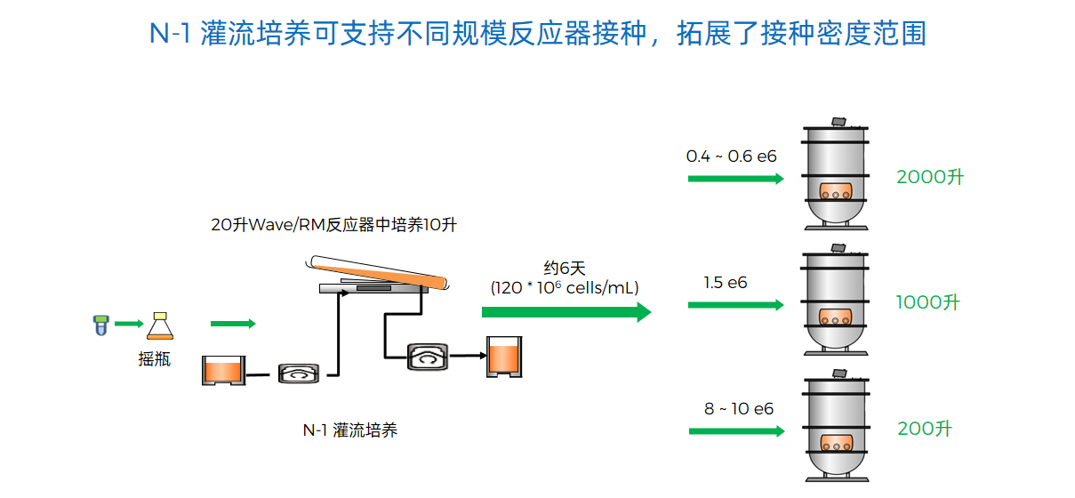 N-1 灌流培养可支持不同规模反应器接种，拓展了接种密度范围